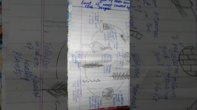 Disease cycle of Loose smut of wheat by Club Fungus ( kingdom Plantae ) смотреть онлайн