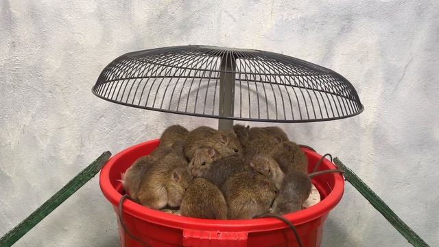 Membuat perangkap tikus mudah | Mouse Trap / Rat Trap | Top 10 elektrische Mausefalle #13 смотреть онлайн
