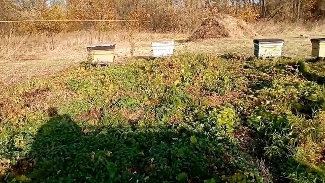 Классическая погода для лечения Пчёл, Мороз и солнце. смотреть онлайн