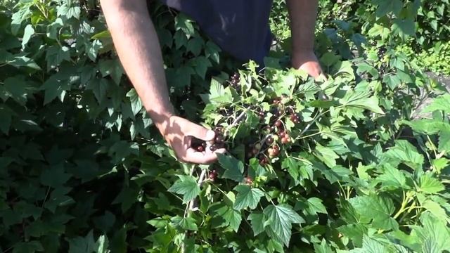 Смородина чёрная Клуссоновская смотреть онлайн