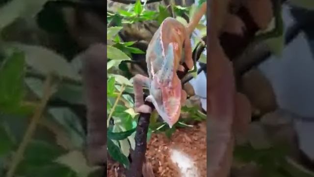 Хамелеон красивого окраса смотреть онлайн