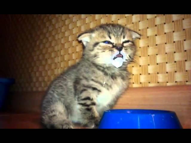 Cute Baby Kitten Drinking Milk смотреть онлайн