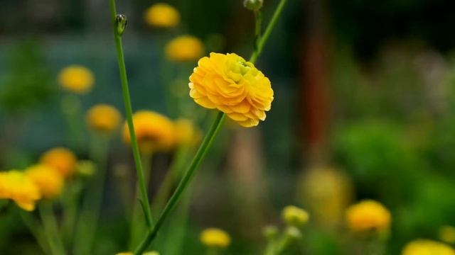 Ranunculus acris "Multiplex" / Scharfer Hahnenfuß / Meadow Buttercup смотреть онлайн