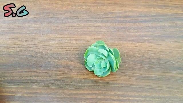 Echeveria Elegans Rose Succulent Plant Repotting