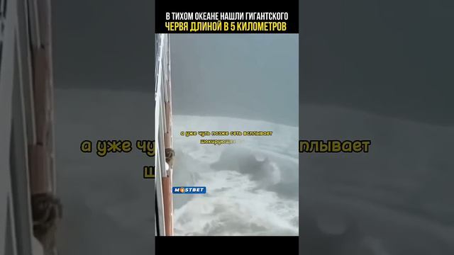 Обнаружено самое гигантское существо на планете #невероятныефакты #цивилизация #тайна смотреть онлайн