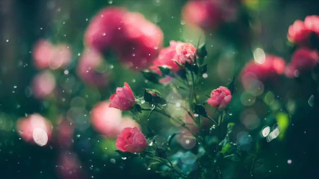 Relaxing Sleep Music | Light Heart: Wild Roses 🌹🎵| Calm Ambient Piano With Breeze And Cricket Sound