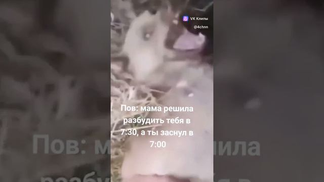 Лайки и подписки взаимно! #автомобиль #авто #бмв #мерседес #ауди #прикол #угар #музыка #вмашину #гон смотреть онлайн