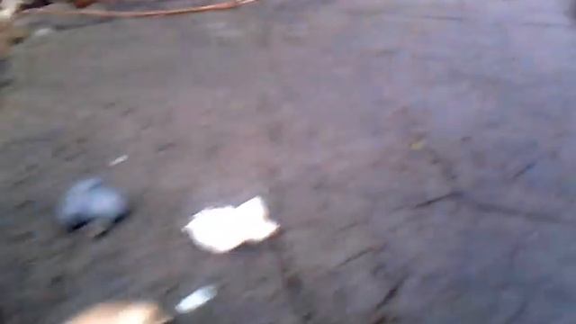 Грибы Вешенки темно серые на пне. смотреть онлайн