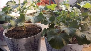 ОБРЕЗКА И ЗИМОВКА ПЕЛАРГОНИЙ (КОРОЛЕВСКОЙ, РОЗЕБУДНОЙ)НА ПОДОКОННИКЕ