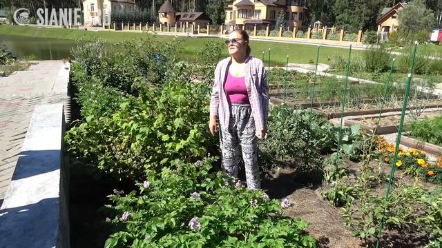 Урожай в теплой грядке смотреть онлайн