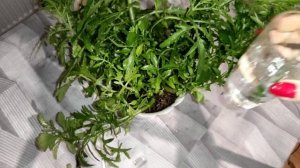 КАЛАНХОЭ ЛАЦИНИАТА. Оленьи рога. Неприхотливый сад #комнатныецветы #каланхоэ