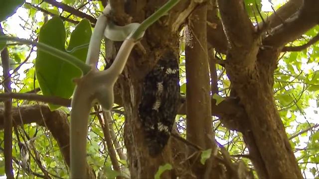 Mariposada - Animal do Sertão смотреть онлайн