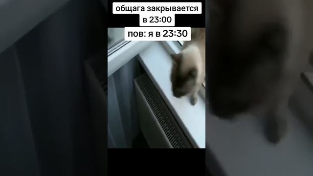 Типичная Общага смотреть онлайн