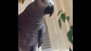 Попугай Тимоша чик-чик