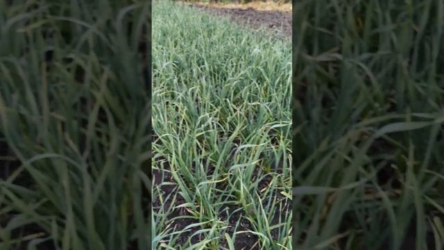 Любаша посажена целой головкой и новый сорт воздушной бульбочки (Изумруд). смотреть онлайн