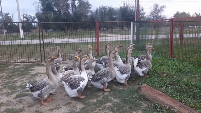 Молодняк серых холмогорских гусей хозяйства Камчатного смотреть онлайн