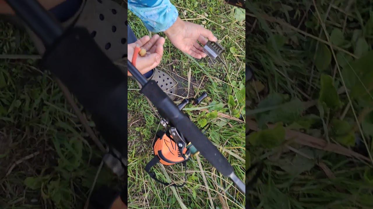 Карась гигант на карповую снасть #рыбалка #fishing #carpfishing #карась #снасти #top #рыбак #реки смотреть онлайн