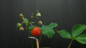 КАК РАСТЕТ КЛУБНИКА. ЗАВОРАЖИВАЮЩЕЕ ВИДЕО