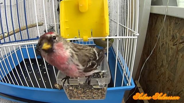 Певчие птицы - Чечётка (Carduelis flammea) смотреть онлайн