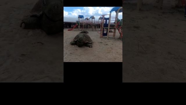 черепаха. из цемента. смотреть онлайн