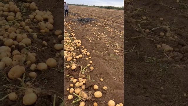 Картофель сорт Аризона Волгоград Гримме смотреть онлайн