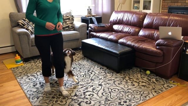 AKC Intermediate Trick Dog Test смотреть онлайн