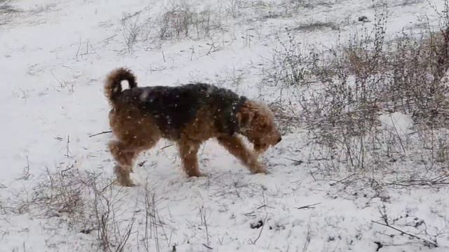 Выпал снег, гуляем с Арни