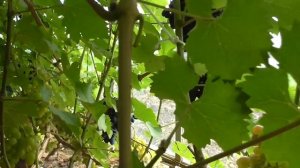 Обзор винограда в теплице в Подмосковье на 13.08.2023г