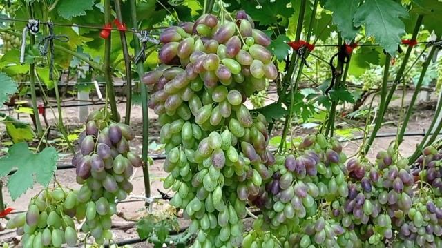 Обзор в теплице гибридных форм - Дамасская красавица, Находка Калугина и Сиреневый, 22.07.2021 смотреть онлайн