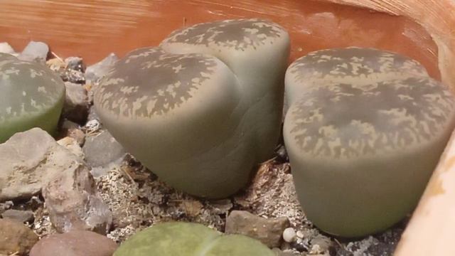 23. Lithops lesliei. смотреть онлайн