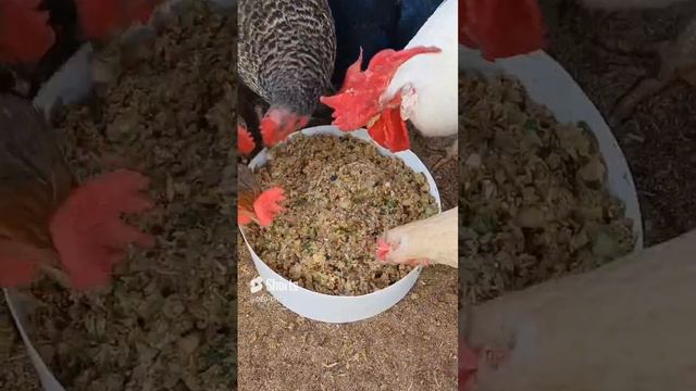 ПРАВИЛЬНАЯ КОРМЁЖКА КУР! смотреть онлайн