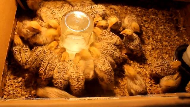 Чтобы не выщипывали перья, перепелятам даю... смотреть онлайн