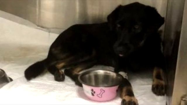 Ветеринар сказал, что ей осталось жить 2 часа! На глазах у собачки появились слёзы! смотреть онлайн