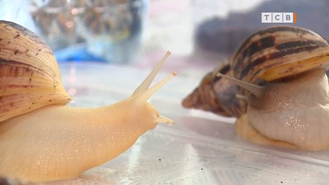 Как ухаживать за улитками. Советы для начинающих