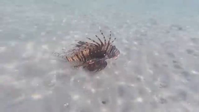 Красное море. Крылатка на пляже. смотреть онлайн