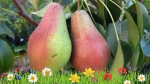 Груша плодовая Яковлевская ? Обзор: посадка и уход. саженцы, крупномеры: описание и особенности