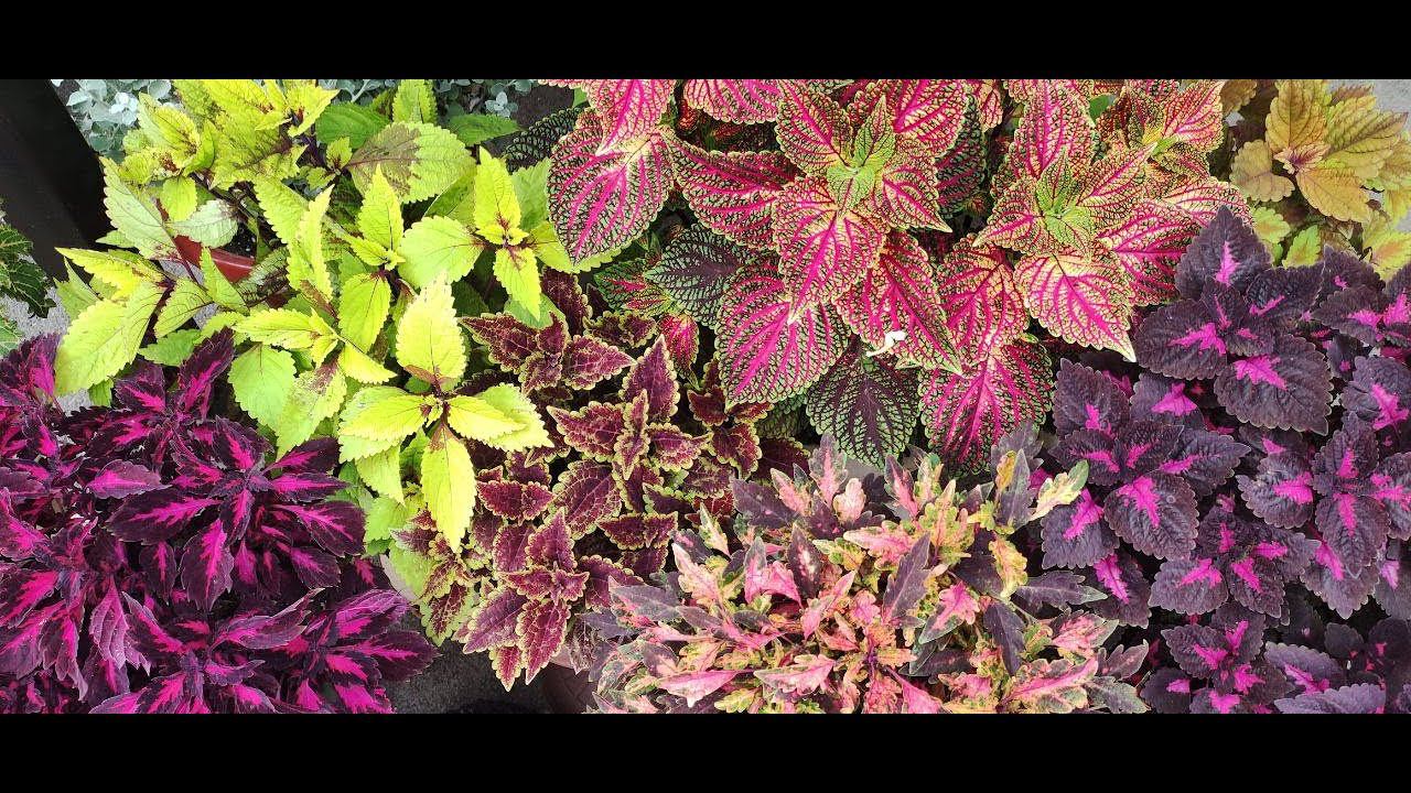 Красота колеусов. Невозможно устоять. Еще 100 сортов в моей коллекции! Обзор новинок. смотреть онлайн