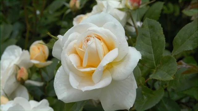 The Garden Gurus - Lions Rose смотреть онлайн