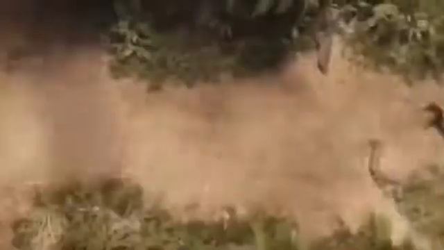 Женщина халк хлопает смотреть онлайн