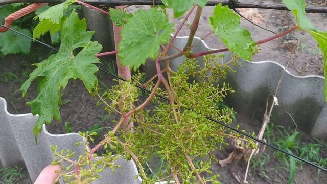 Виноградник на 7.07.2023. В этом году любимчик Долгожданный смотреть онлайн