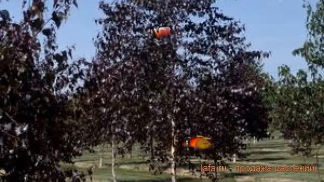 Береза повислая Роял Фрост (royal frost) ? обзор: как сажать, саженцы березы Роял Фрост смотреть онлайн