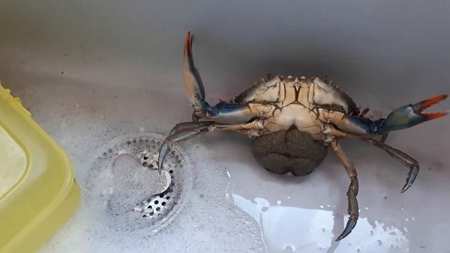 Синий краб смотреть онлайн