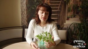 Что случилось с томатами?! Белеют листья у рассады