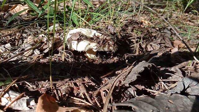 Белый груздь, первые грибы в этом году. Выход настоящего белого груздя уже начался в июле 2020 смотреть онлайн