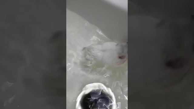 Первое видео, джунгарик Мелон плавает смотреть онлайн