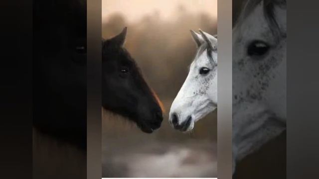 история лошадей смотреть онлайн