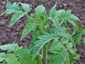 ЧЕМ ПОДКОРМИТЬ РАССАДУ ТОМАТОВ И ПЕРЦЕВ,ЧТОБЫ БЫЛИ ТОЛСТЕНЬКИЕ И КРЕПЕНЬКИЕ ПОСЛЕ ПИКИРОВКИ.