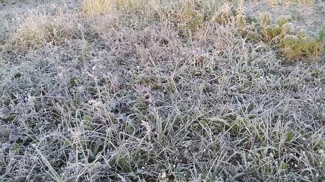 ФУТАЖ. ИНЕЙ НА ТРАВЕ. ПЕРВЫЕ МОРОЗЫ.ПОЗДНЯЯ ОСЕНЬ. смотреть онлайн