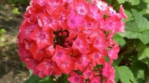 Флокс "Тимур"