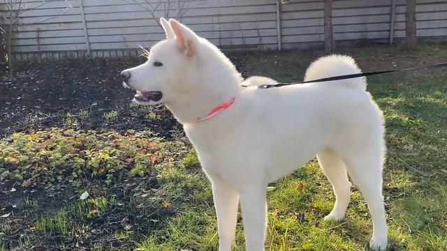 Как лает Акита | Голос Акита Ину | Now does Akita bark смотреть онлайн